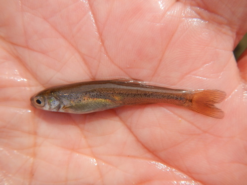 Amur Minnow