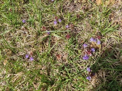 Glechoma hederacea
