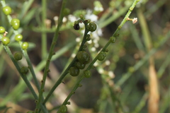 Heliotropium ciliatum