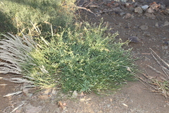 Heliotropium ciliatum