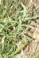 Heliotropium ciliatum