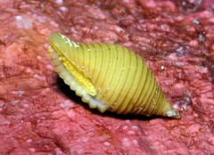 Pseudonebularia silviae