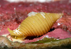 Pseudonebularia silviae