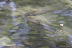 Oncorhynchus masou formosanus