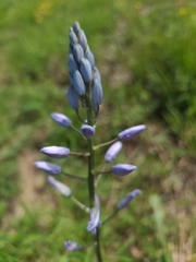 Camassia angusta
