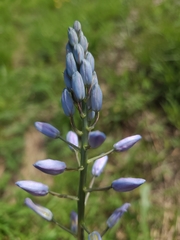 Camassia angusta