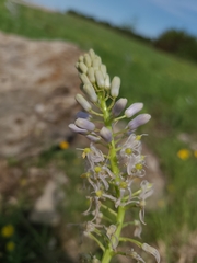 Camassia angusta