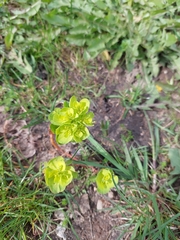 Euphorbia helioscopia