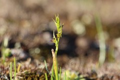Prasophyllum gracile