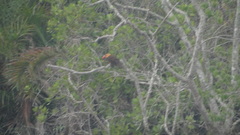 Pelargopsis amauroptera