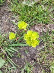 Euphorbia helioscopia