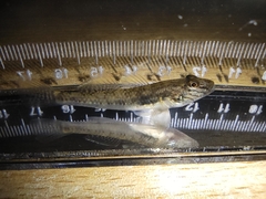Rhinogobius similis