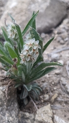 Plantago helleri