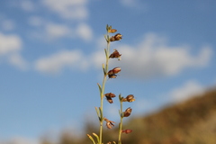 Ammannia luederitzii