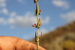 Ammannia luederitzii