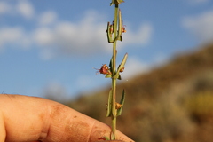 Ammannia luederitzii