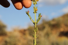 Ammannia luederitzii