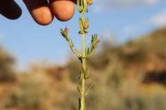 Ammannia luederitzii