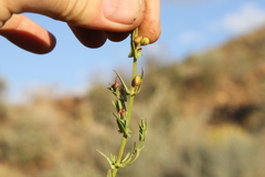 Ammannia luederitzii