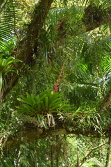 Vriesea philippocoburgi