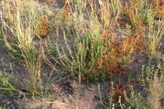 Ammannia luederitzii