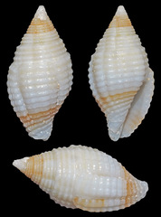 Mitra turgida