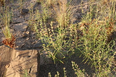 Ammannia luederitzii