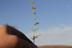 Ammannia luederitzii