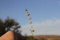 Ammannia luederitzii