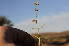 Ammannia luederitzii