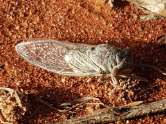 Burbunga hillieri