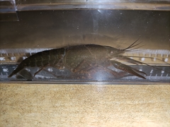 Procambarus clarkii