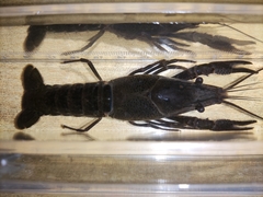 Procambarus clarkii