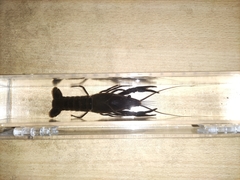 Procambarus clarkii