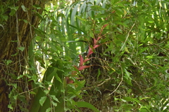 Vriesea philippocoburgi