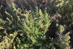 Jamesbrittenia primuliflora