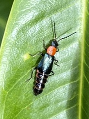 Carphurus cyanopterus