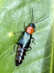 Carphurus cyanopterus