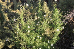Jamesbrittenia primuliflora