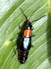 Carphurus cyanopterus