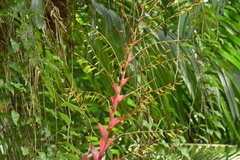 Vriesea philippocoburgi