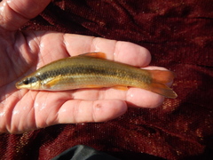 Japanese Minnow photo 4