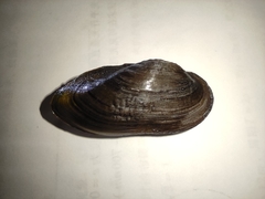 Nodularia douglasiae