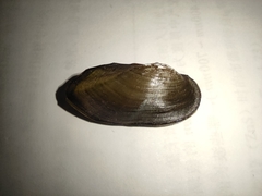 Nodularia douglasiae