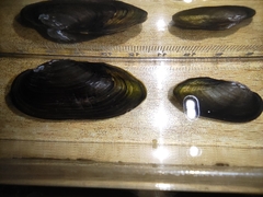 Nodularia douglasiae