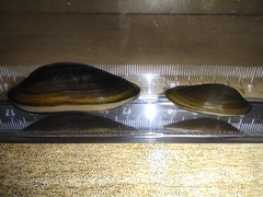 Nodularia douglasiae