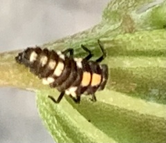 Oenopia