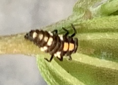 Oenopia