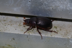 Phaeochrous emarginatus