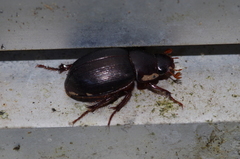 Phaeochrous emarginatus